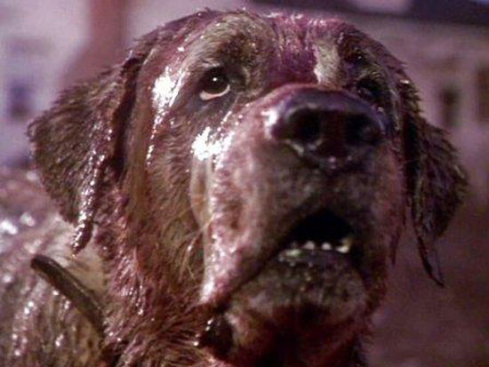 Cujo de Lewis Teague - 1983 / Fantastique - Horreur