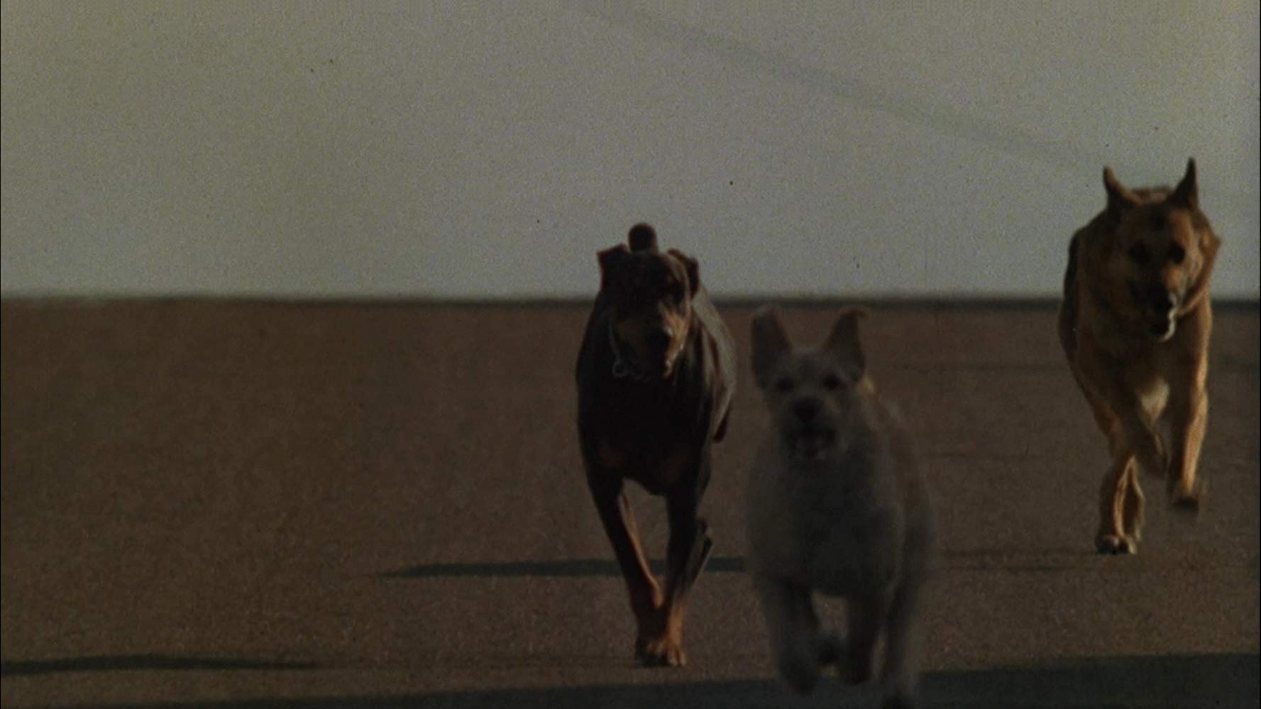 Dogs - Lâchez Les Monstres (1976) 