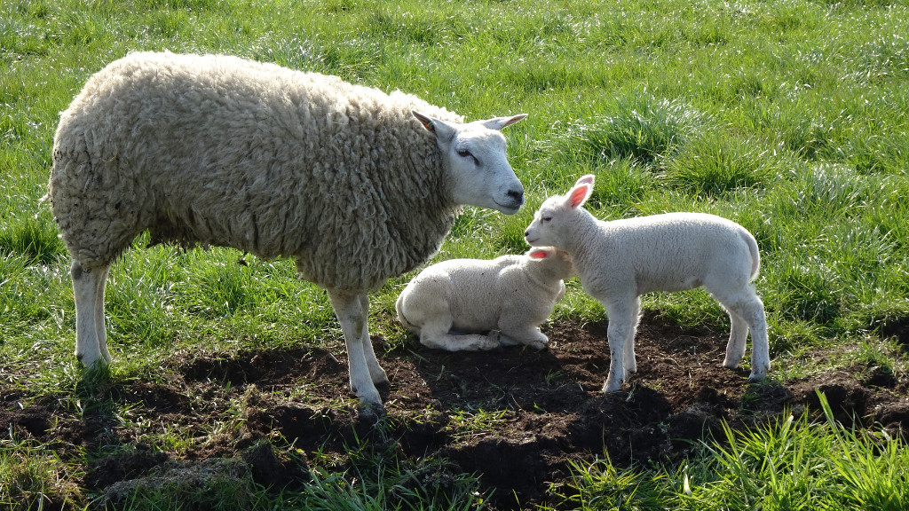 Sheep in the field