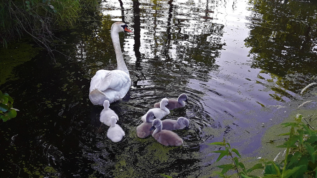 Spring in The Netherlands