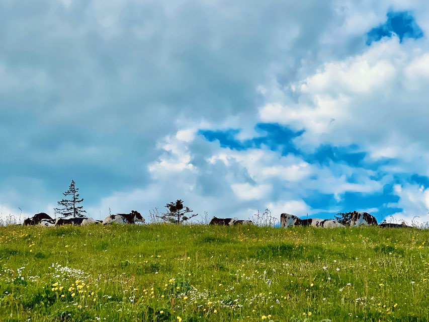 Fleckvieh am Horizont (auf dem Alpenpanoramaweg)