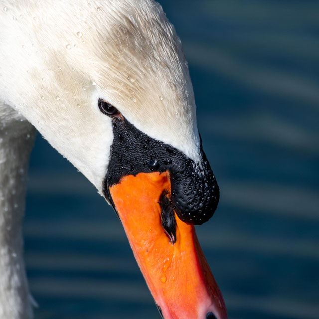 Naturschutzgebiet Weissenau