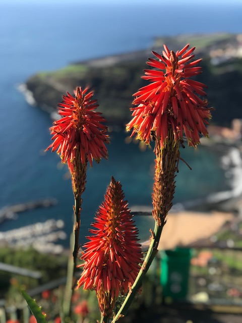 Madeira © Tiegel-Reisen