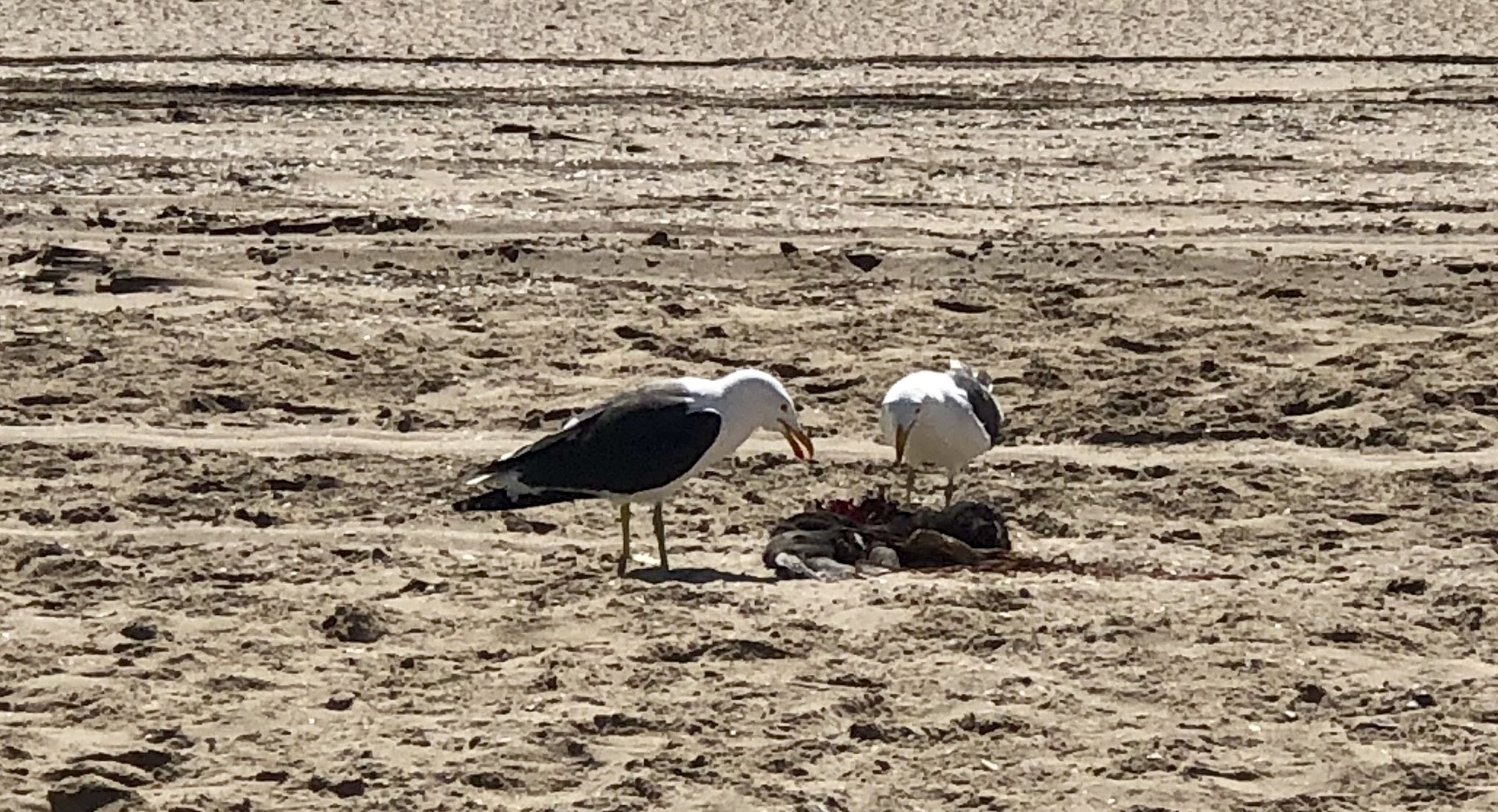 Walvis Bay - Namibia © Tiegel-Reisen