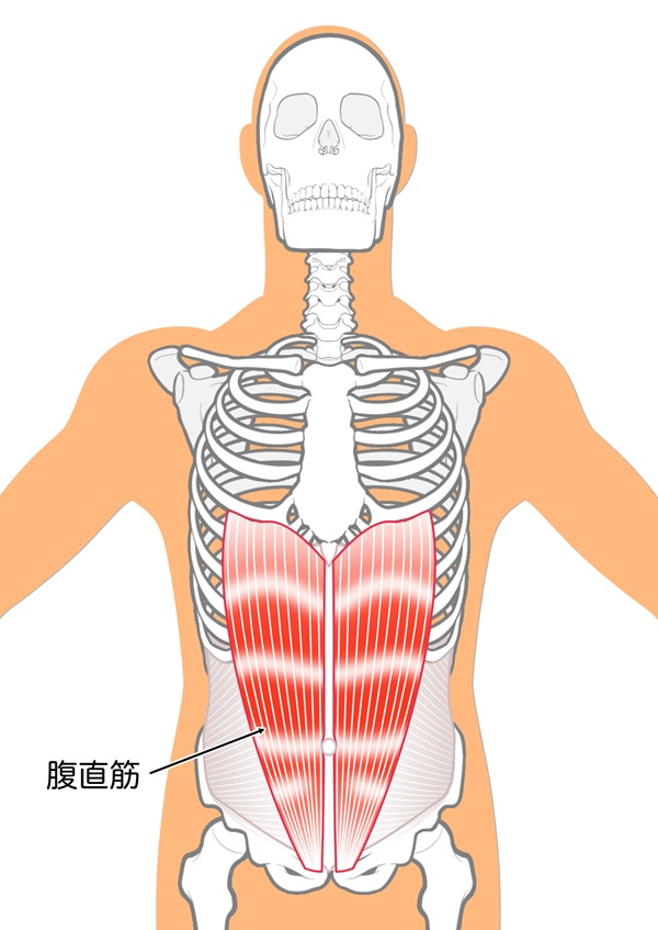 お腹の筋肉の問題は腰痛の原因になる！