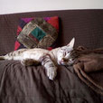 Pepito TFS