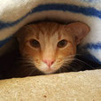 Ramses 