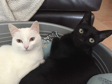 Leo & Yang