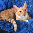 Leo D