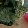 Maritima TFS
