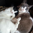 Nika und Musa D