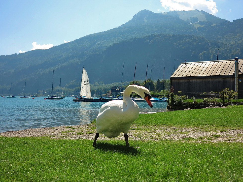 am Wolfgangsee