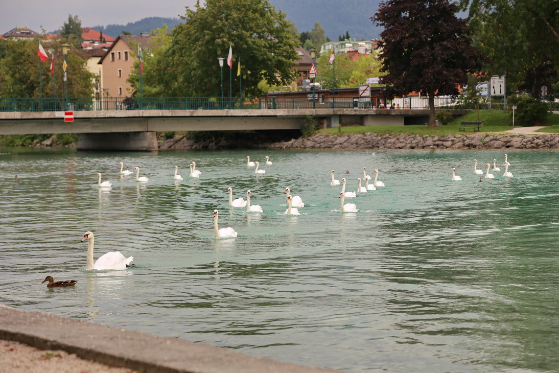 am Attersee