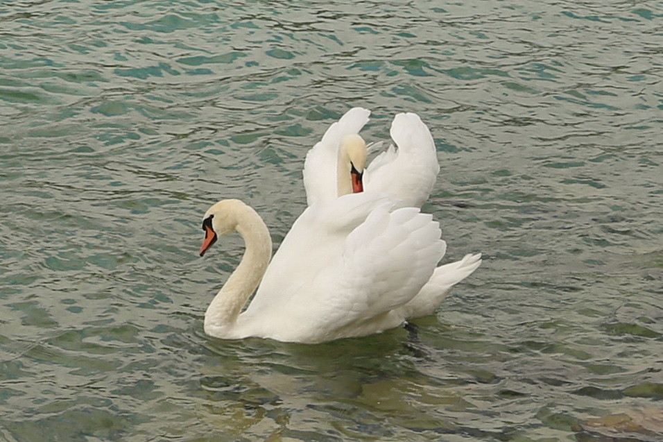 am Attersee