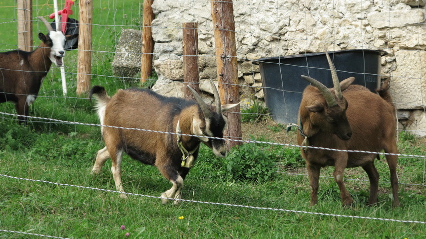 am Wolfgangsee