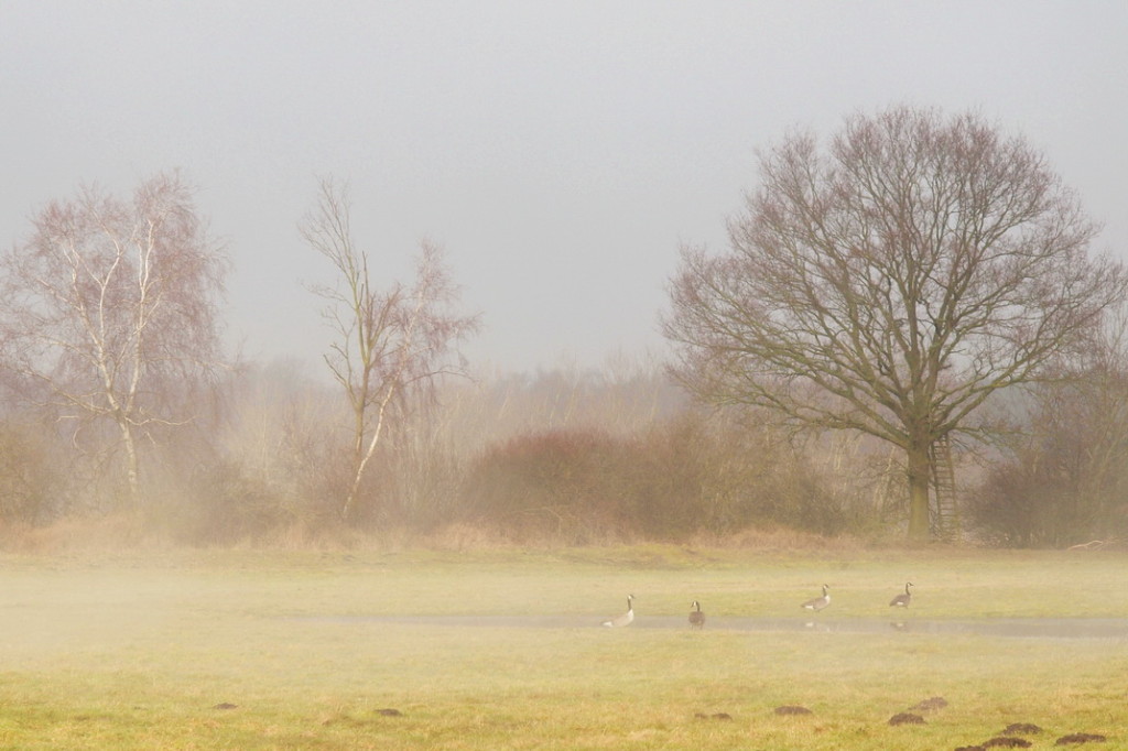 Venn-2010-03-04---3          Winter-Nebel