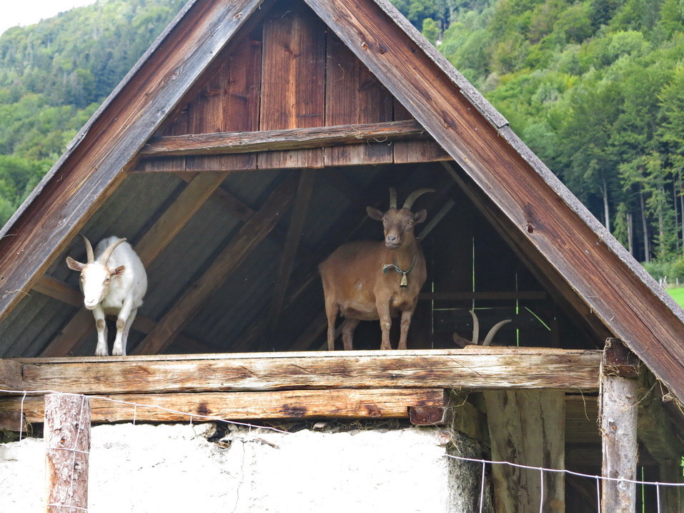 am Wolfgangsee