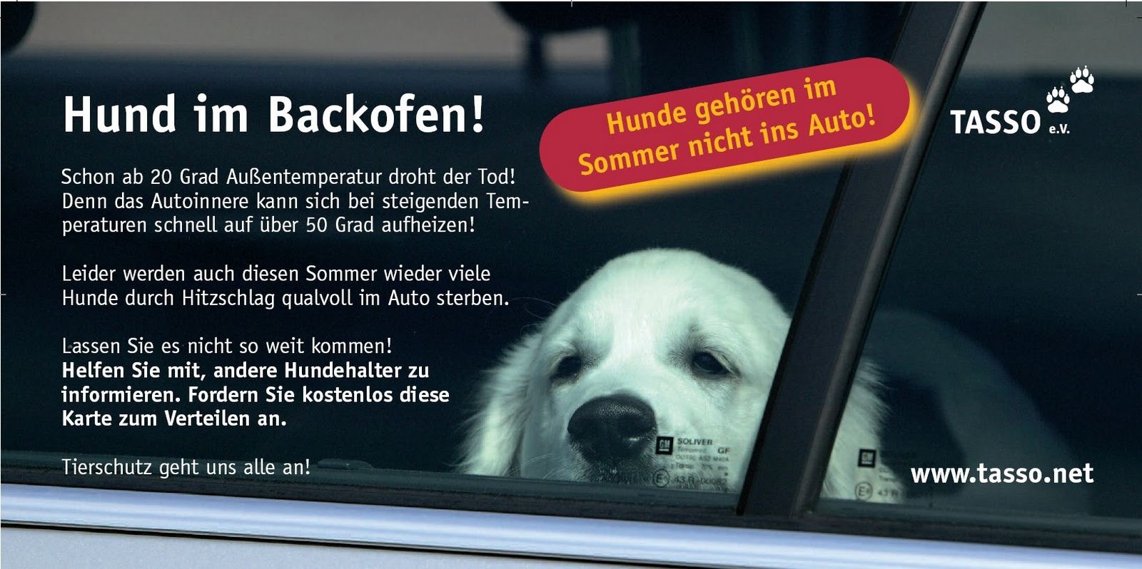 Was tun wenn Hund in der Hitze im Auto ist? Tierschutz Schöftland