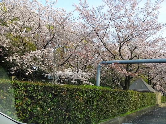 桜通りにある公園の桜