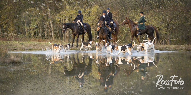 Elsässer Schleppjagd Haras de la Nee; Rossfoto Dana Krimmling; Jagdreiten; Schleppjagd; Badische Dragoner Meute; Jagdhunde; Meutehunde; Foxhounds; Estelle Hoffarth; Gerard Hoffarth; Jagdmeute; Jagdpferd