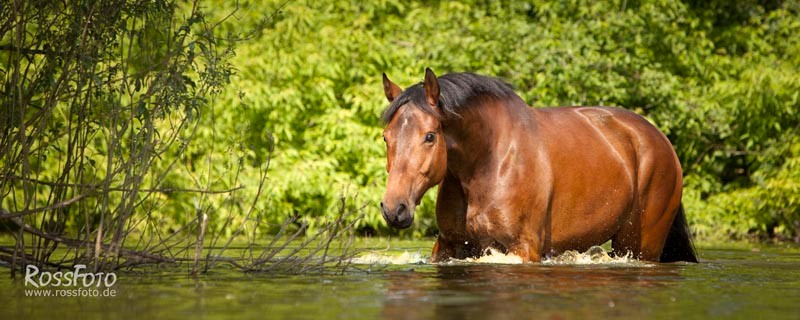 RossFoto Dana Krimmling Pferdefotografie Fotografien vom Wanderreiten Freiberger Pferde