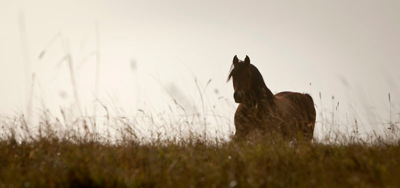 RossFoto Dana Krimmling Pferdefotografie Fotografien vom Wanderreiten Jagdreiten Freiberger Altoldenburger Pferde