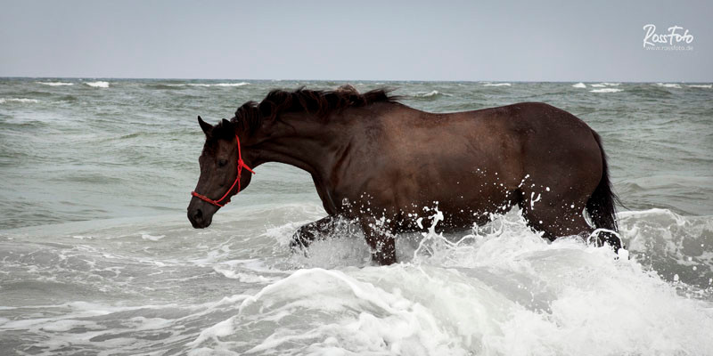 RossFoto Dana Krimmling Pferdefotografie Fotografien vom Wanderreiten Westernreiten Baden mit Pferden Wasser Sommer 