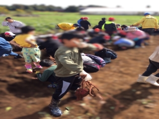 R７年　秋の芋掘りイベントが開催されました。