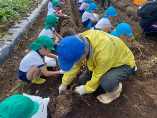 R7年秋　園児のさつまいも掘り（船橋幼稚園）