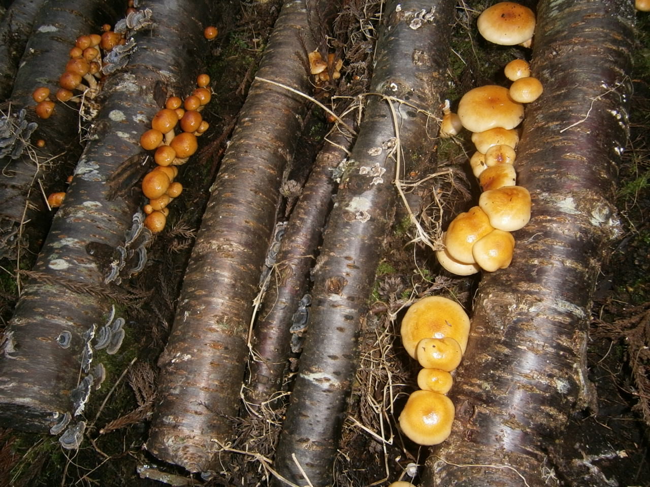 白樺原木1m ナメコの原木栽培にも！