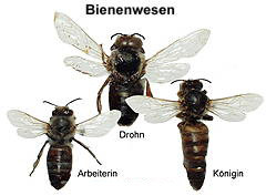 Drohn (18mm) Arbeiterin (14mm) Königin (20mm)