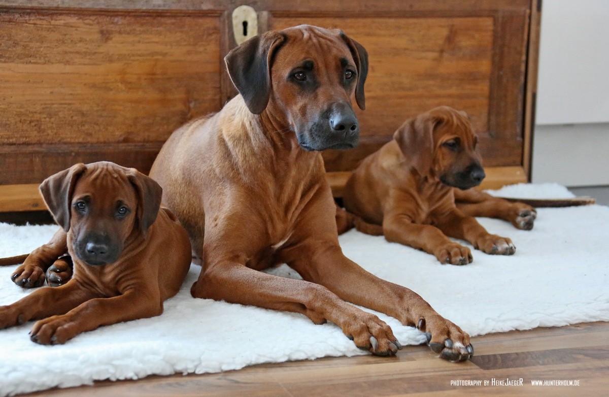 GALERIE Rhodesian Ridgeback Kennel Via Wangai VDH/FCI