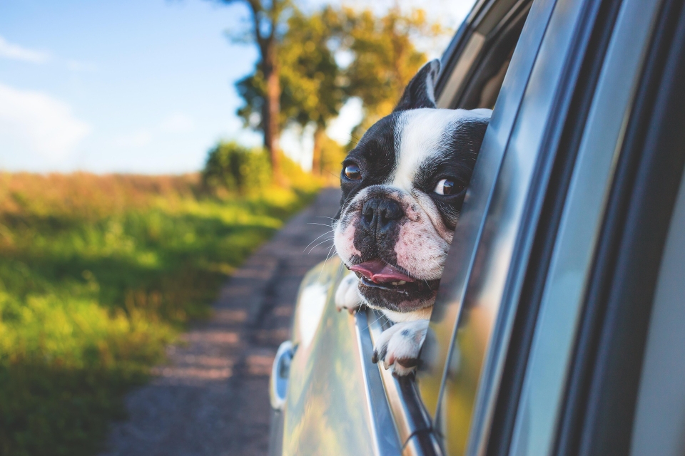 Chiens “à la mode” et  vacances : certaines morphologies compliquent parfois la vie de nos compagnons