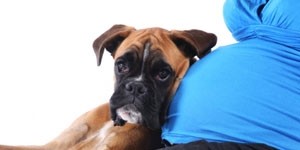 Preparer Votre Chien A L Arrivee De Bebe Dogs Solutions Educateur Canin