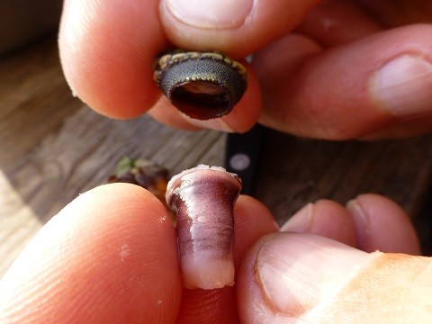 Perceves - Entenmuscheln - Krebse- eine Delikatesse in Portugal an der Westküste