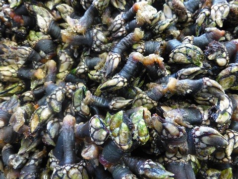 Entenmuscheln - eigentlich ja Krebse - Perceves in Portugal