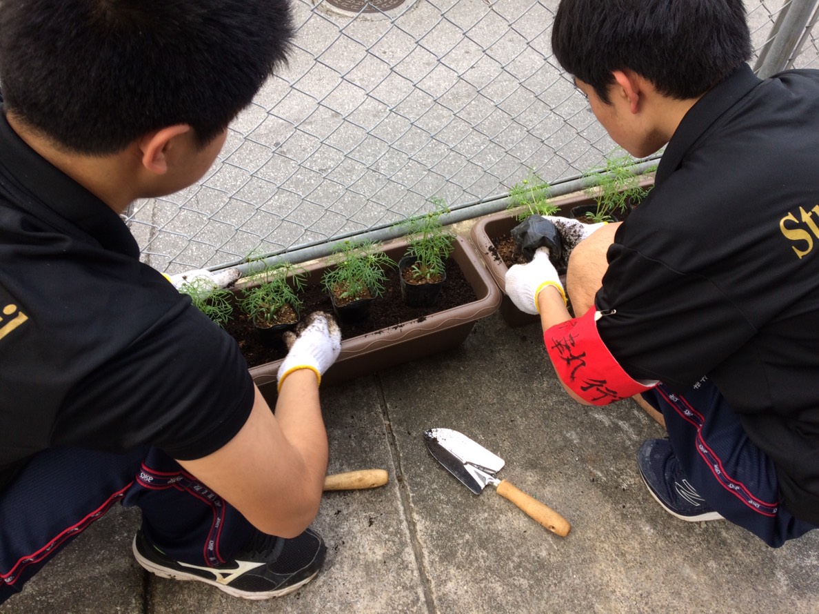 続いて、移動しましてホウセンカとコスモスのを苗付け🌱