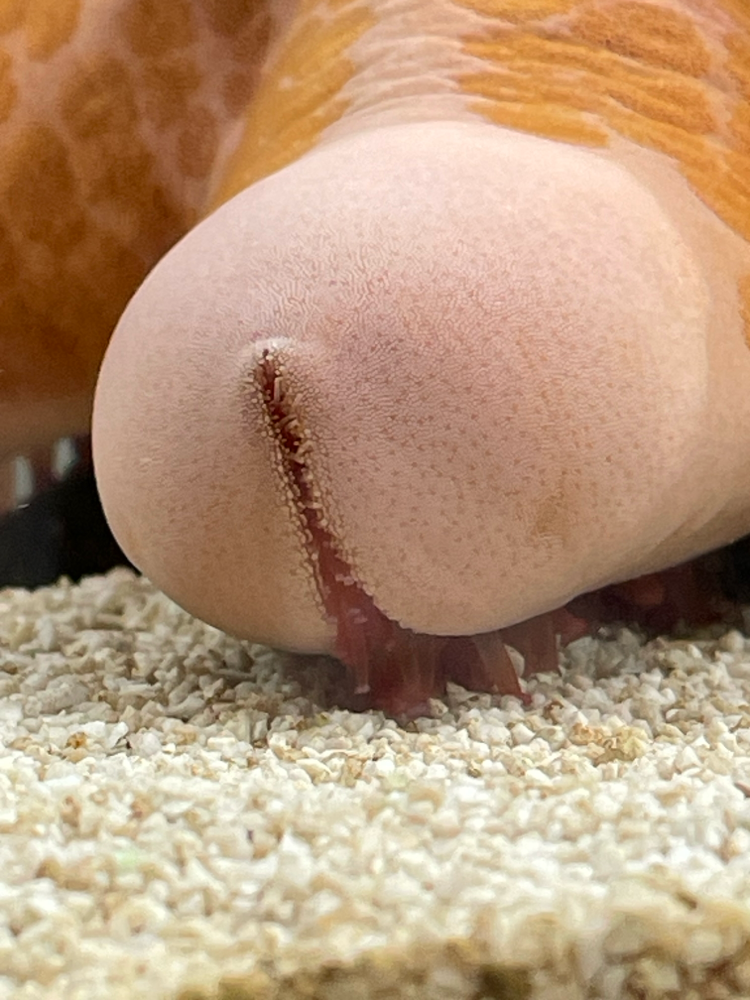さきっちょに細かい触手があって動いている