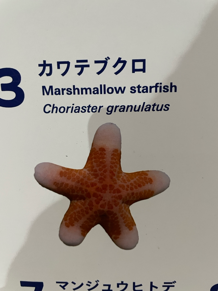 ちゃんとした生き物です