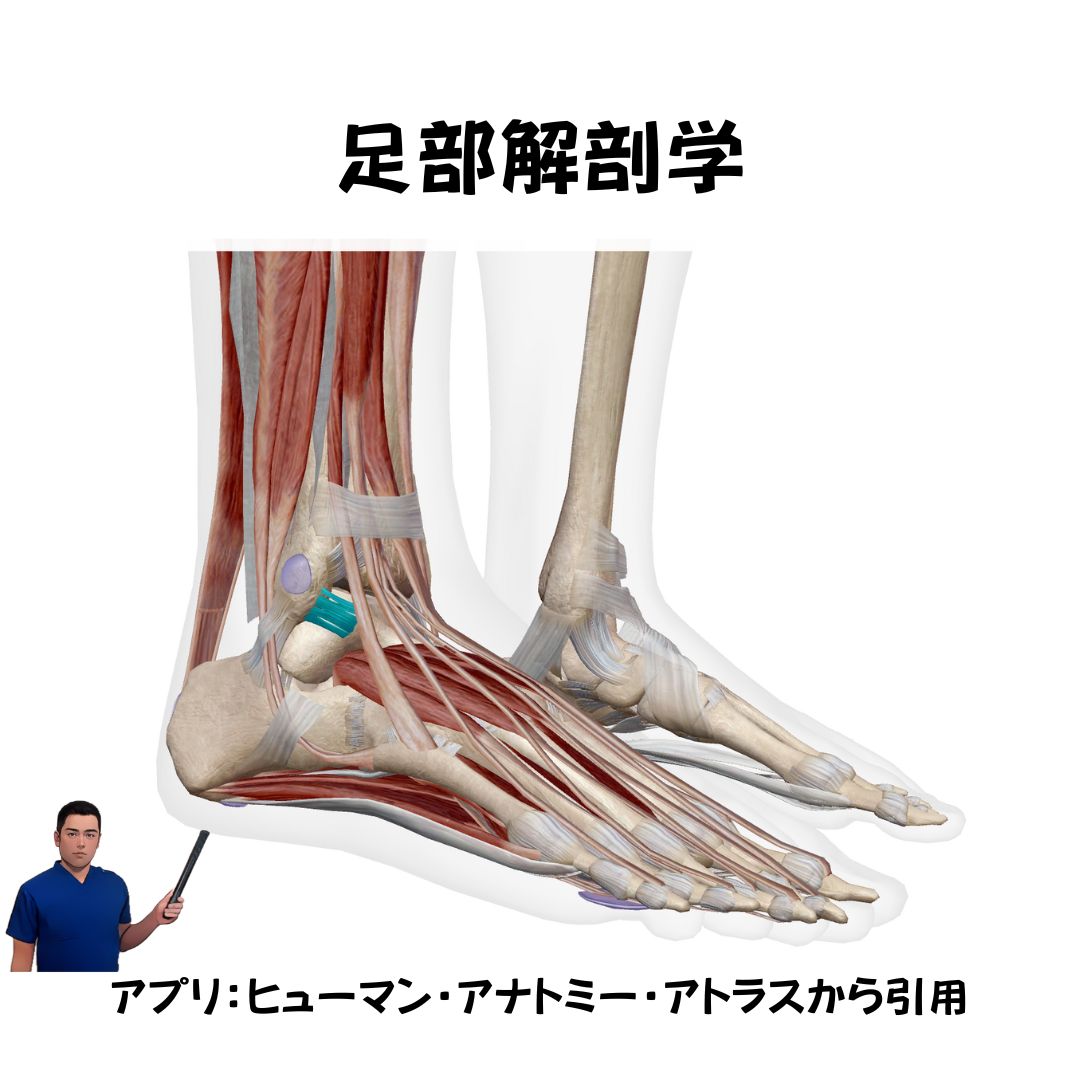足専門理学療法士が伝える解剖×動作×靴の真実