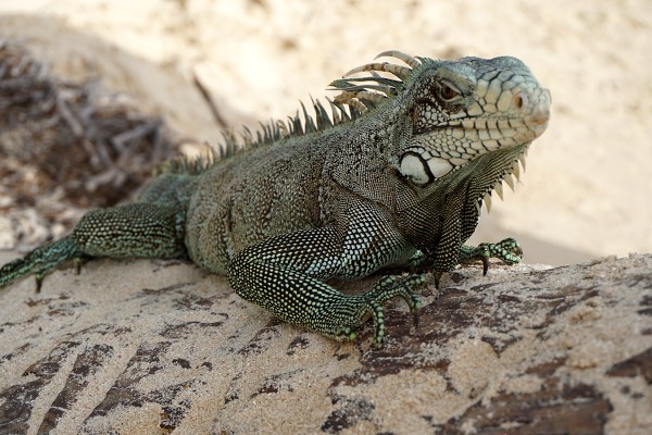 flirten in der tierwelt