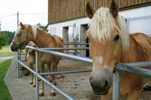 TV Groß-Rohrheim im Allgäu 2012