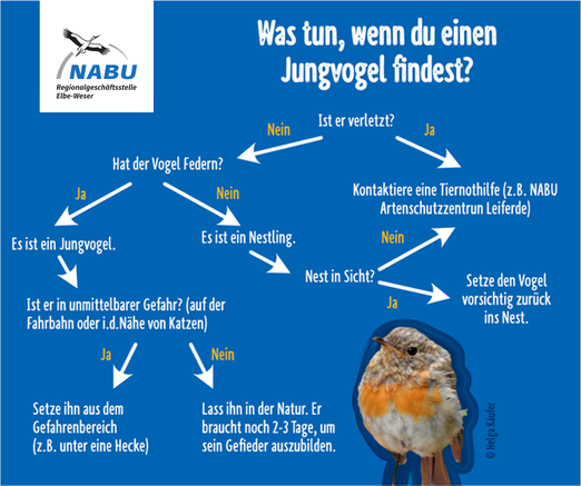 Brutsaison in vollem Gange