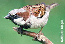 Ein Haussperling. Ein kleiner brauner, weißer Vogel sitzt geduckt auf einem Ast.