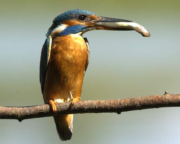 Ein Eisvogel sitz, mit einem Fisch im Schnabel, auf einem Ast.