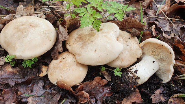 Pilze im Frühlingswald