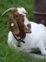 Goldi