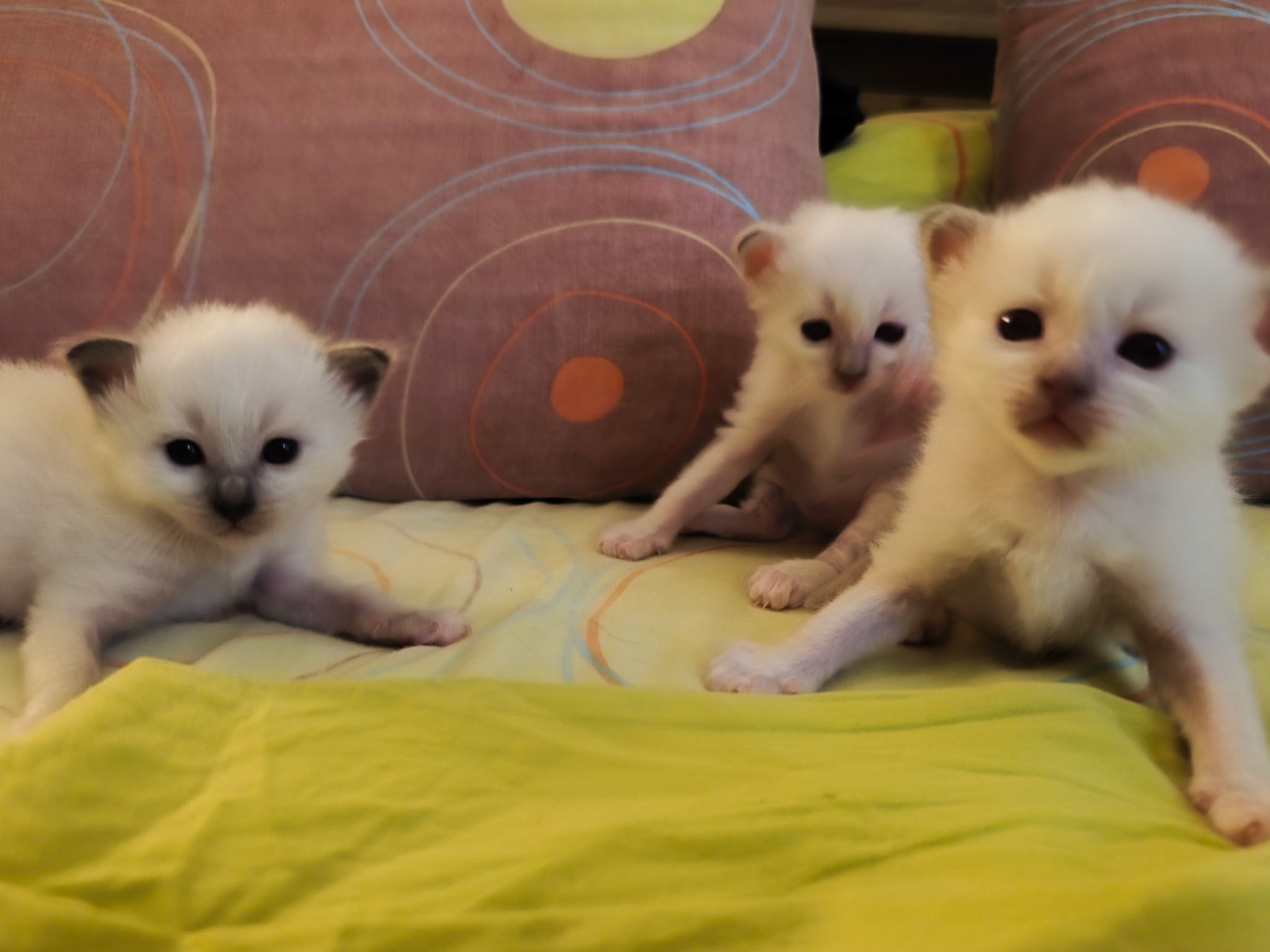 Chatons de Duchesse, disponibles