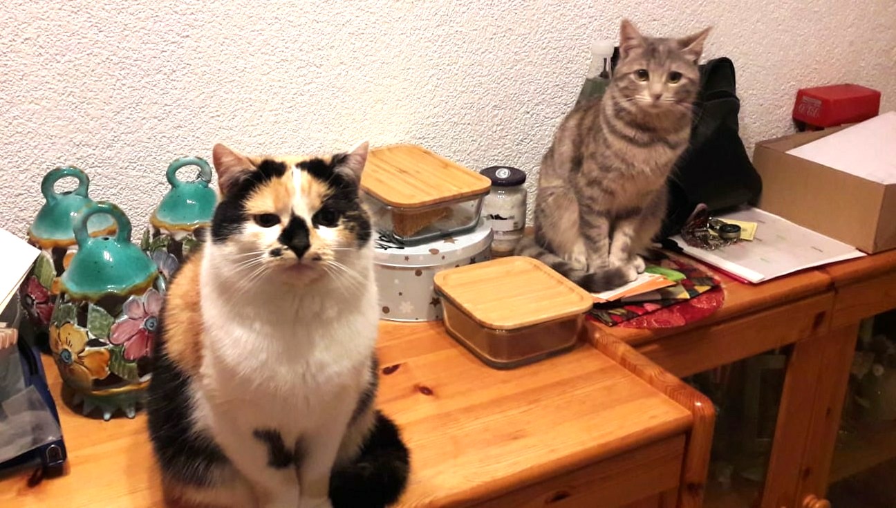 Katzenfutter Ohne Plastikverpackung Plastik Sparen