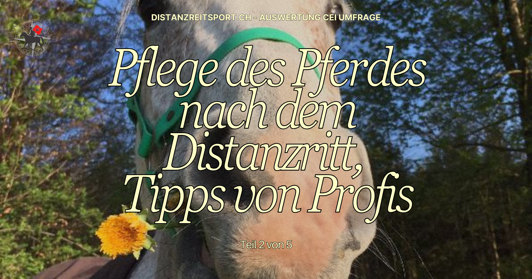 Resultate CEI Umfrage Teil 2 - Pflege nach dem Ritt